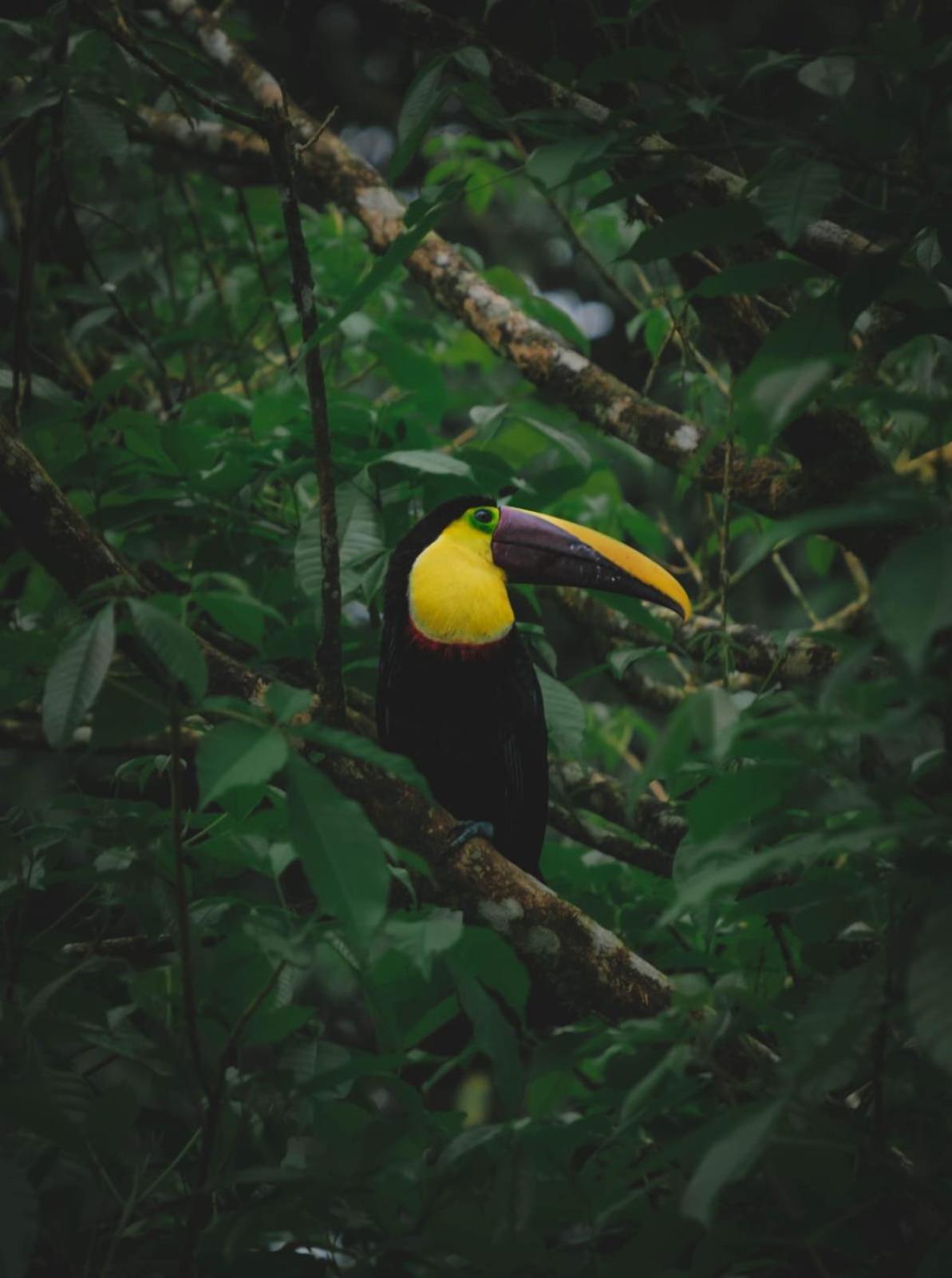 Yarumo Lodge, Rio Celeste Black Chalets Bijagua Zewnętrze zdjęcie